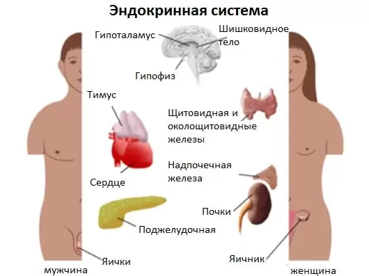 simptomy-i-posledstviya-sboev-gormonalnoj-sistemy